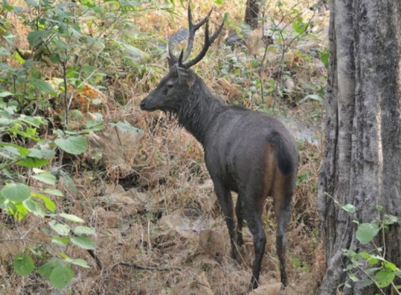 Nahar Wildlife Sanctuary, Rewari, Haryana - Vushii.com Nahar Wildlife Sanctuary, Rewari, Haryana - Vushii.com